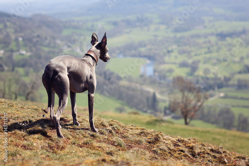 Whippet dog portrait in nature