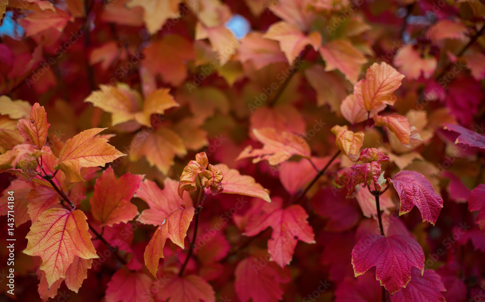 Red leaves. Red leaves.