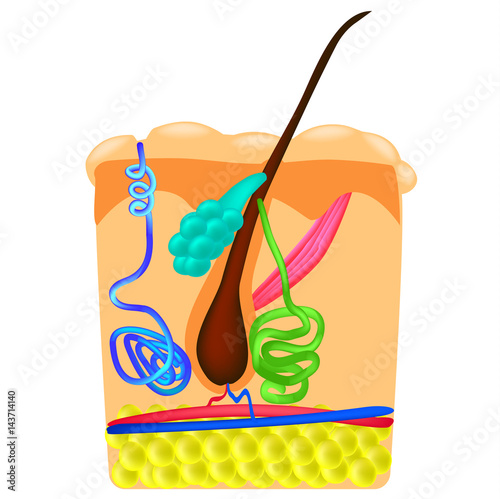 The structure of the hair. Sebaceous gland. Sweat gland. Infographics. Vector illustration on isolated background