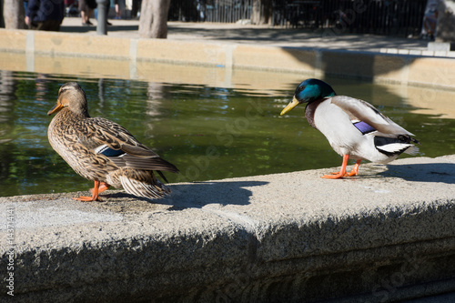 Wild duck in the center of Madrid, Spain