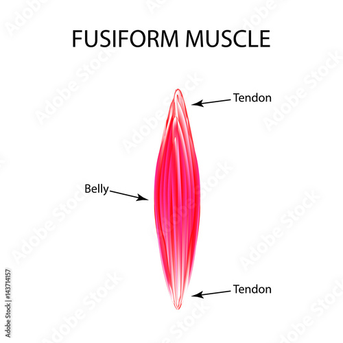 The structure of the muscle is fusiform. Infographics. Vector illustration on isolated background