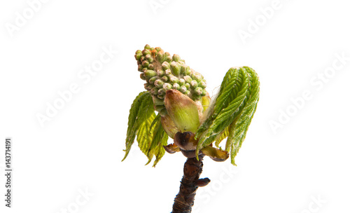 Branch of chestnut isolated