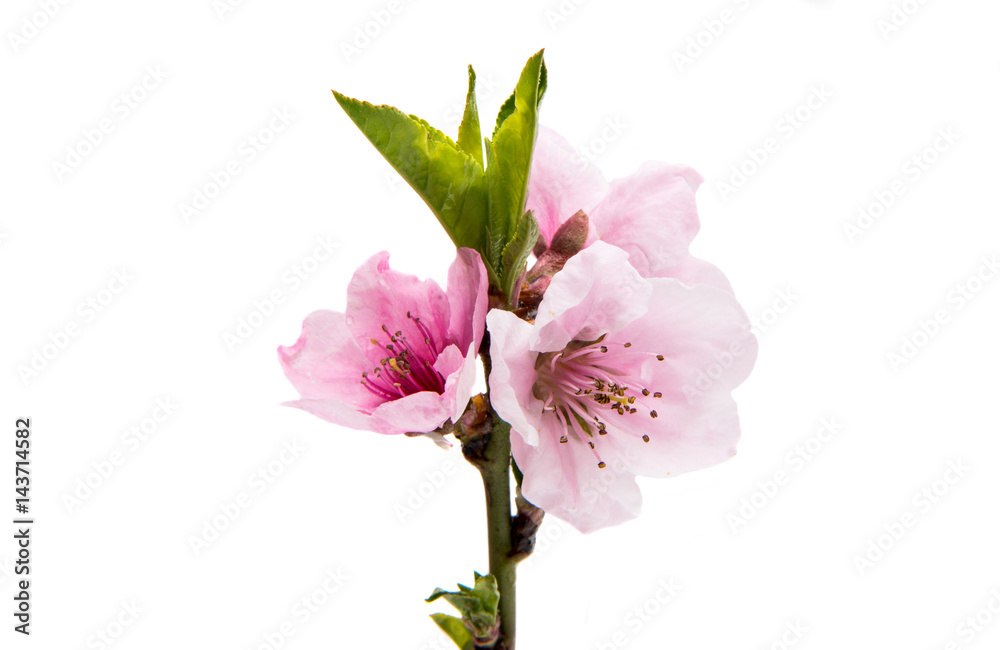 Sakura flowers isolated