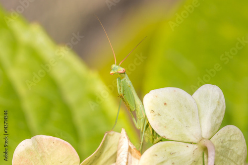 Green Praying Mantis nymph, South Africa photo