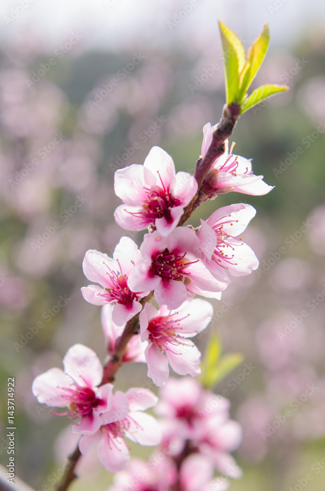 Obraz premium Peach tree flowers