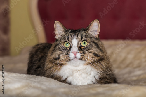 cat lying on the bed. Maine Coon close-up © ronedya