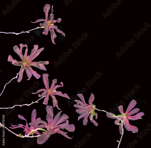 Fototapeta Naklejka Na Ścianę i Meble -  magnolia