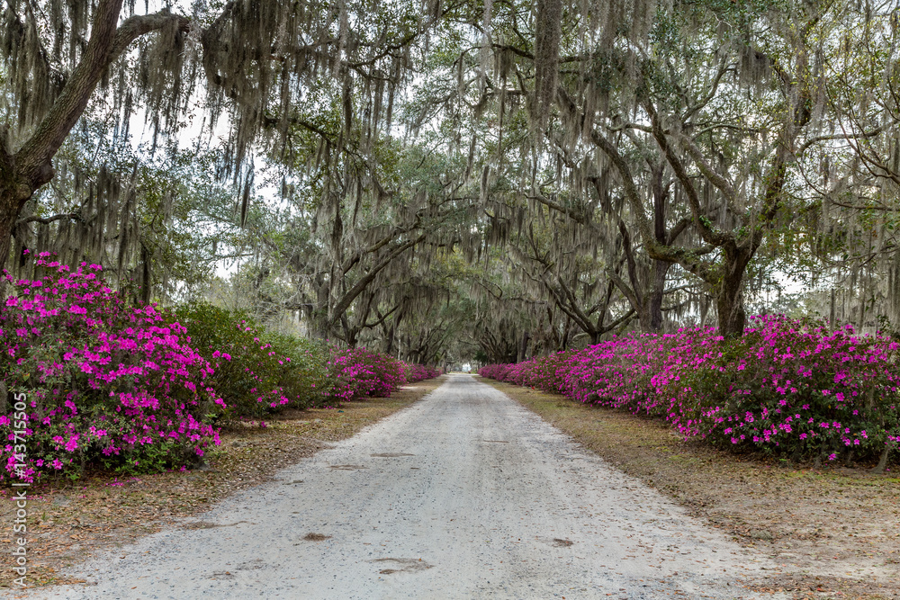 Fototapeta premium Azaleas and Spanish Moss