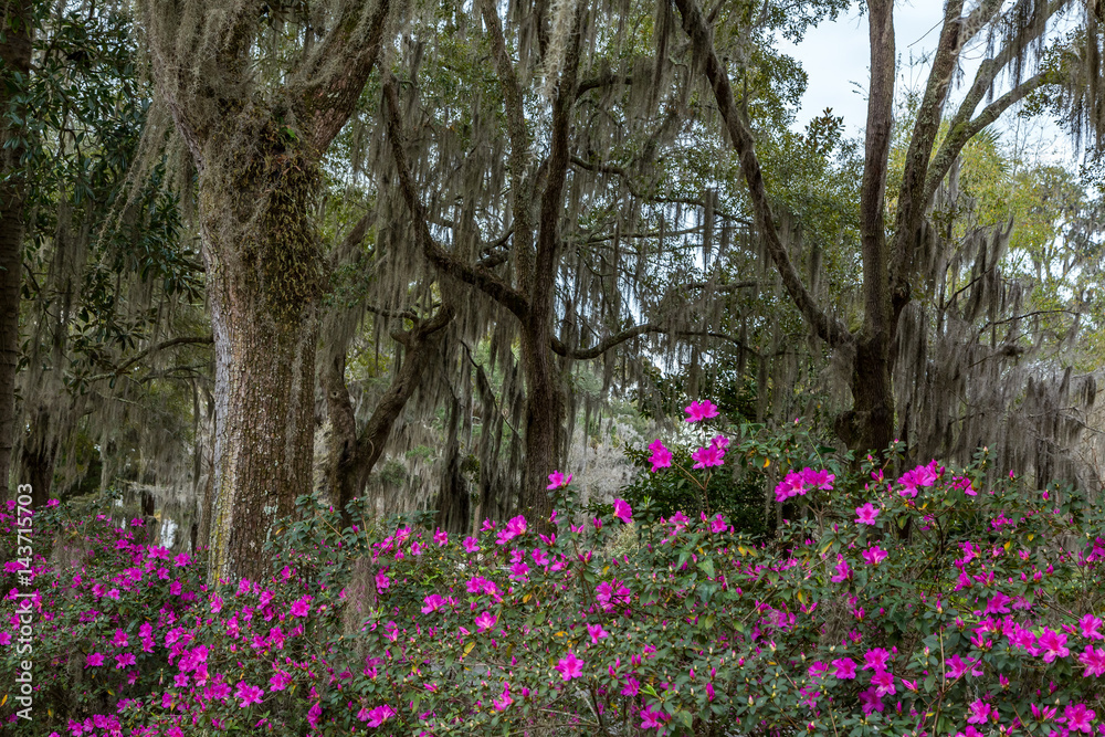 Azaleas and Spanish Moss