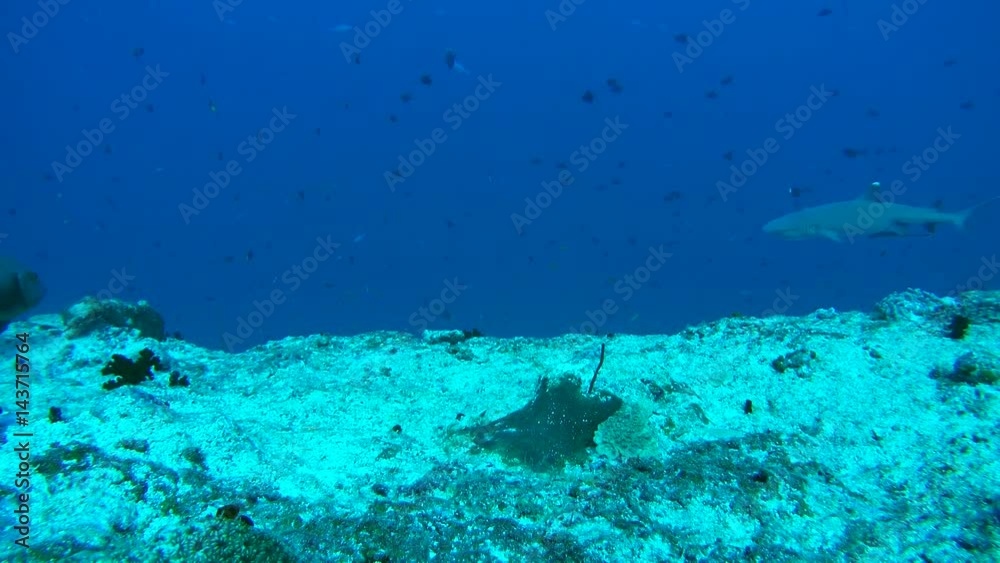 Whitetip reef shark (Triaenodon obesus) In blue water near coral reef, Indian Ocean, Maldives
Whitetip reef shark (Triaenodon obesus) In blue water near coral reef, Indian Ocean, Maldives