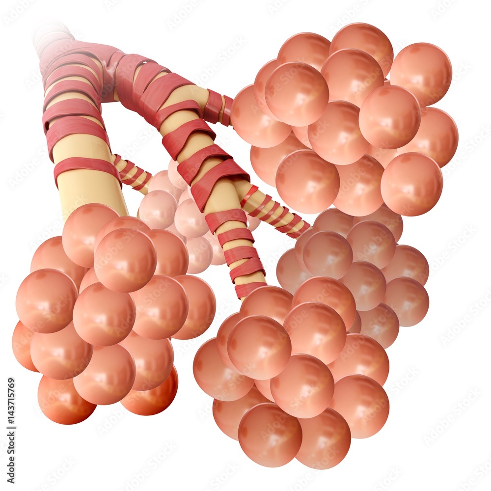 Alveoli clusters in the lungs, illustration Stock Photo | Adobe Stock