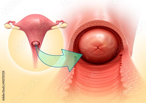 Cervix anatomy, illustration photo