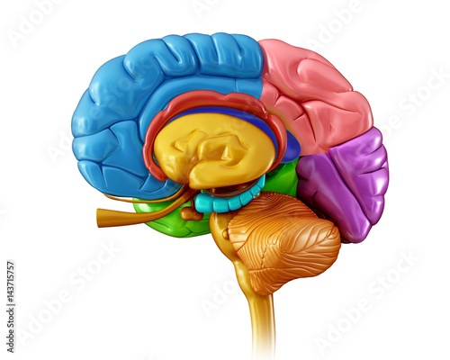 Close-up of the human brain against white background photo