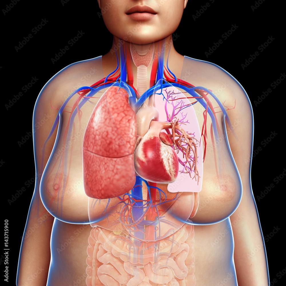 Foto de Female chest anatomy, illustration do Stock