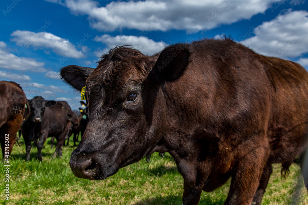 Cattle in a Pasture Cattle in a Pasture