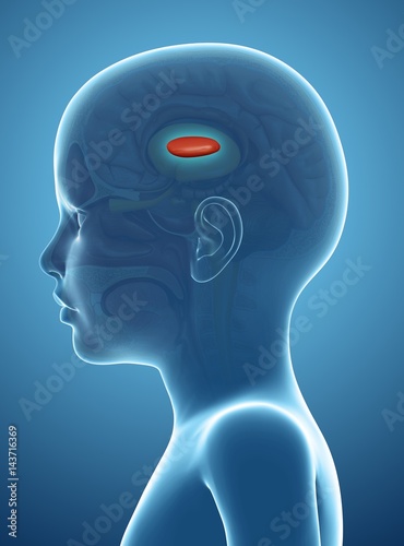 Close-up of globus pallidus in the child's brain photo