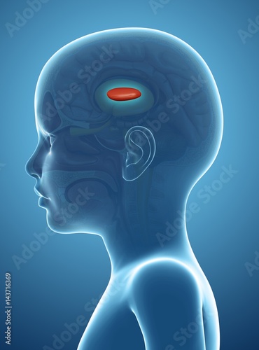 Close-up of globus pallidus in the child's brain
