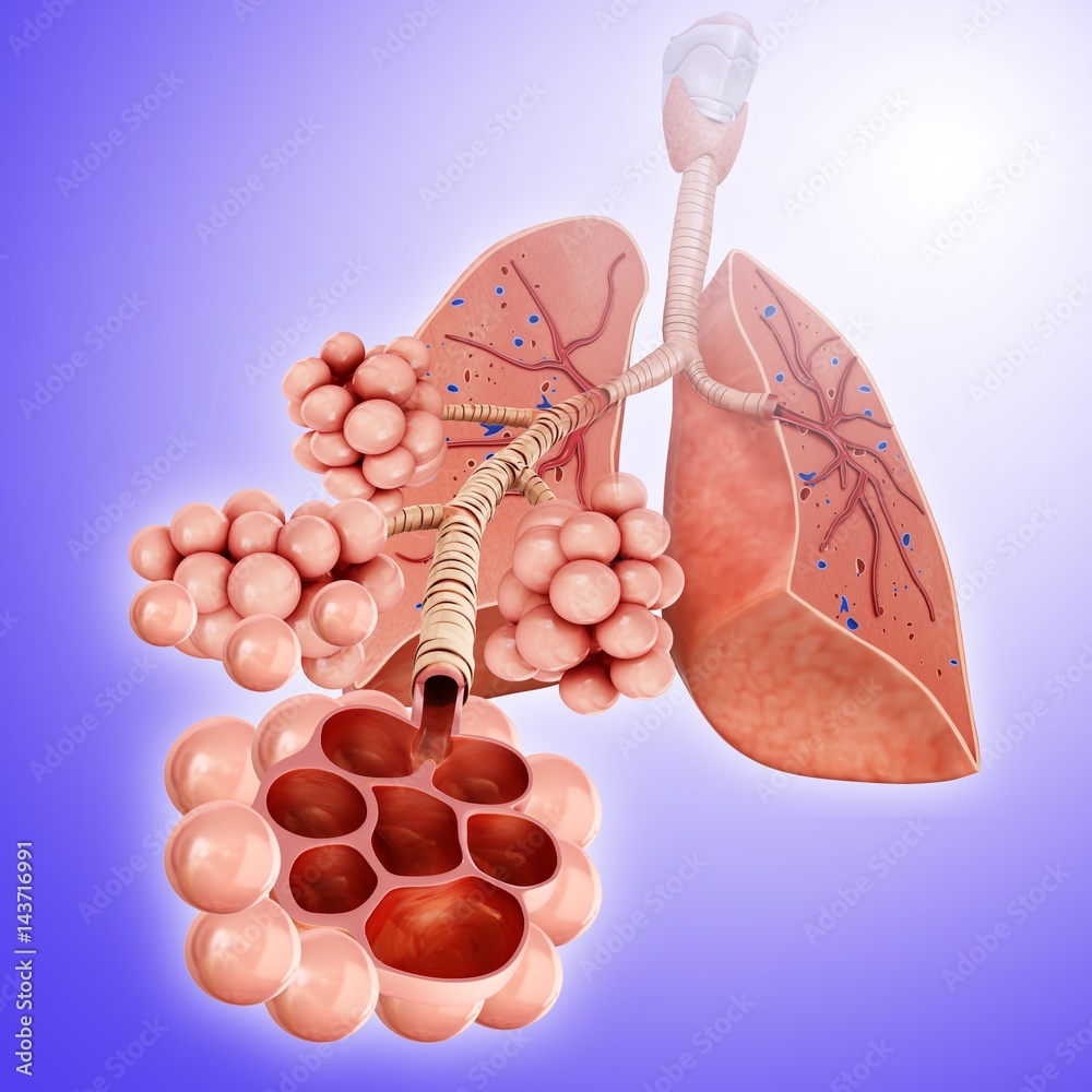 Alveoli of the lungs, illustration Stock Photo | Adobe Stock