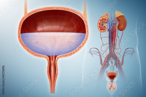 Male bladder and urinary system, illustration photo