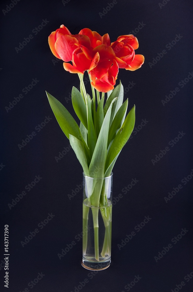 Five red tulips in transparent vase on black background Five red tulips in transparent vase on black background