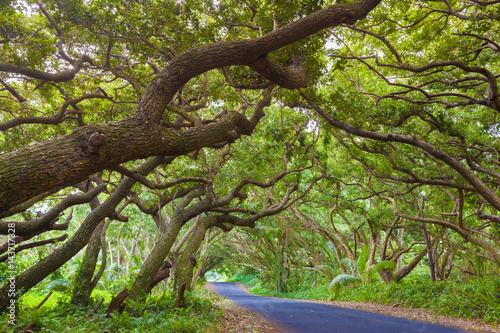 Beautiful road