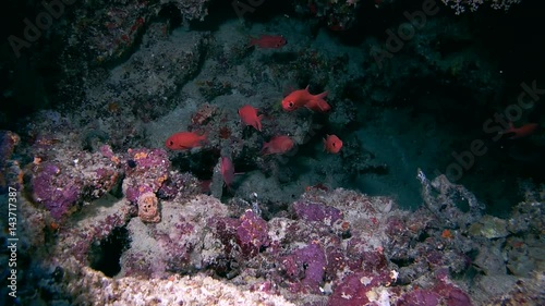  school of fish Pinecone Soldierfish (Myripristis parvidens) in the cave, Indian Ocean, Maldives
 photo