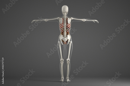 Human skeletal structure