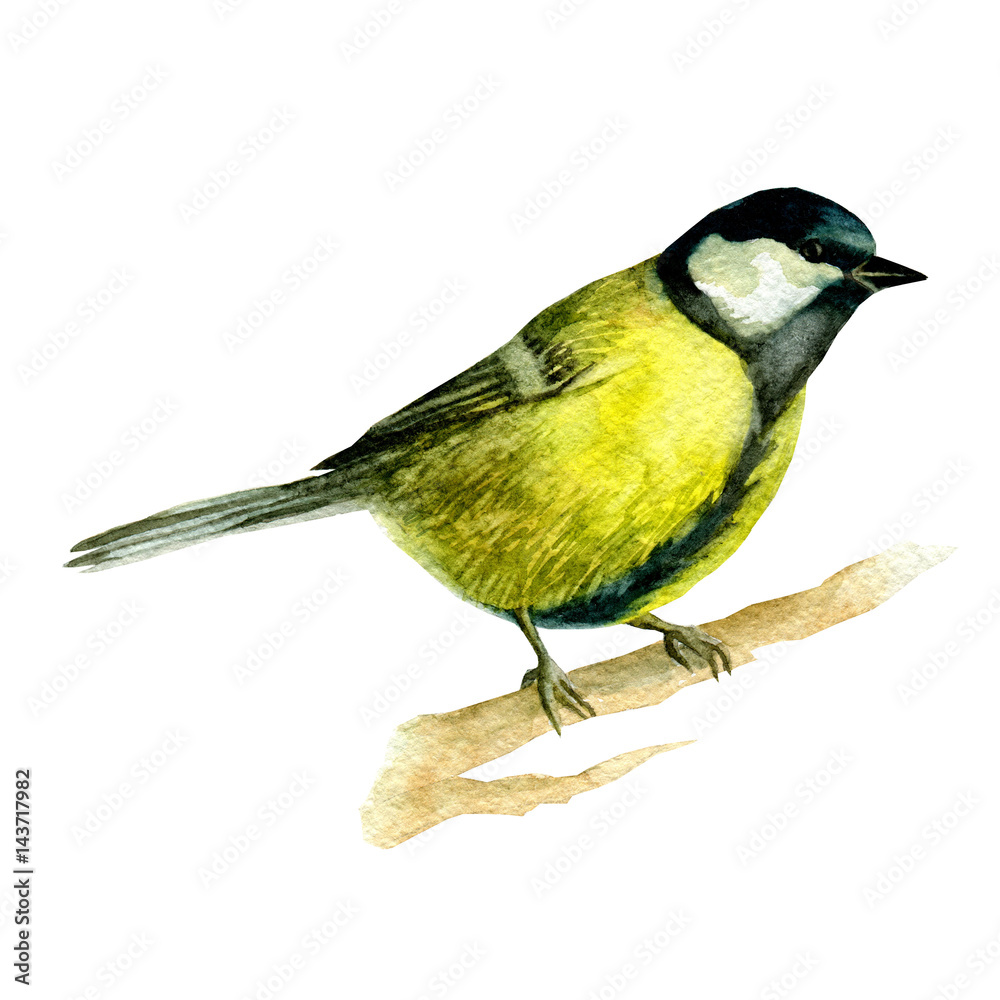 Obraz premium Watercolor illustration of a bird tits sitting on a branch