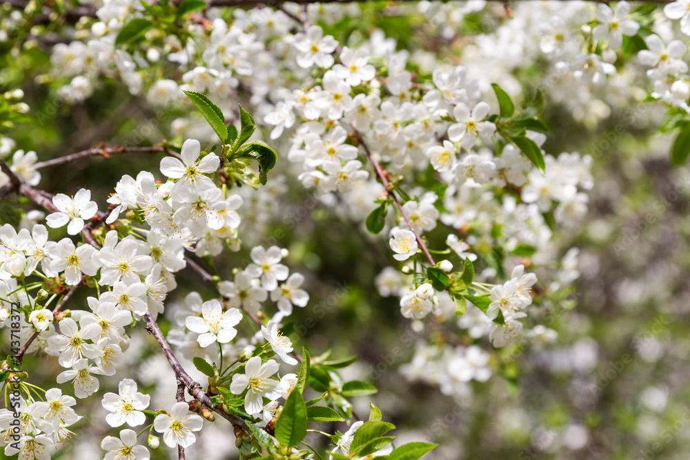 Delicate white cherry flowers. Flowering of fruit trees.
