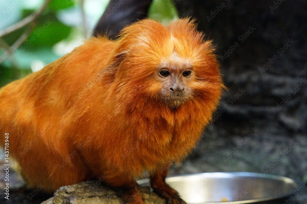 Golden Lion Tamarin Monkey Marmoset Golden Lion Tamarin Monkey Marmoset