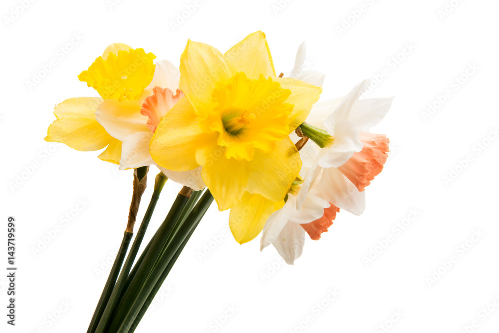 Daffodil flower isolated