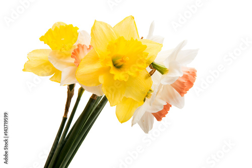 Daffodil flower isolated