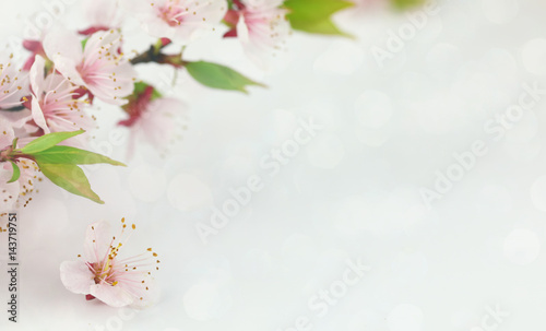 Background with spring blossom flowers.
