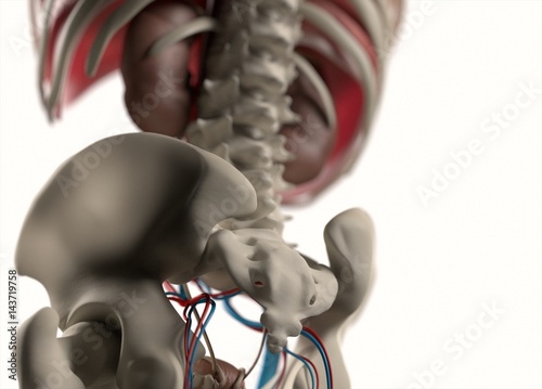 Anatomy body human. Spine, back, hips, coxis, lower back. Skeletal system. 3d illustration. photo