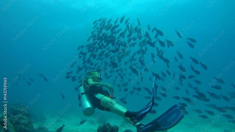 Young woman scuba diver swims in school of fish Yellowfin Surgeonfish (Acanthurus xanthopterus), Indian Ocean, Maldives
Young woman scuba diver swims in school of fish Yellowfin Surgeonfish (Acanthurus xanthopterus), Indian Ocean, Maldives