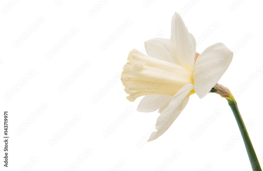 Daffodil flower isolated Daffodil flower isolated