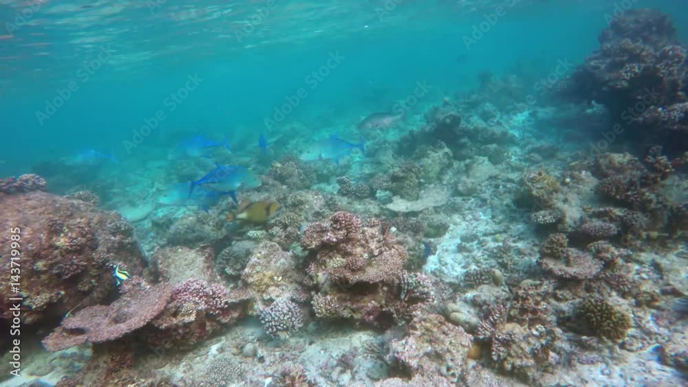 einige Blauflossenmakrele schwimmen in einem Riff auf den Malediven einige Blauflossenmakrele schwimmen in einem Riff auf den Malediven