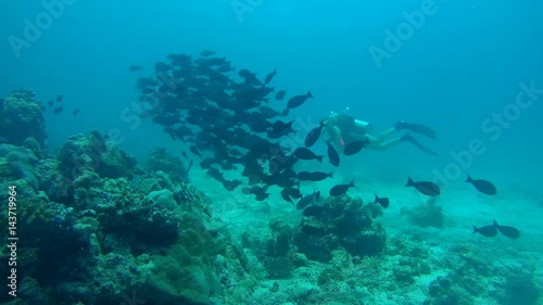 Wallpaper Mural Young woman scuba diver swims in school of fish Yellowfin Surgeonfish (Acanthurus xanthopterus), Indian Ocean, Maldives
 Torontodigital.ca
