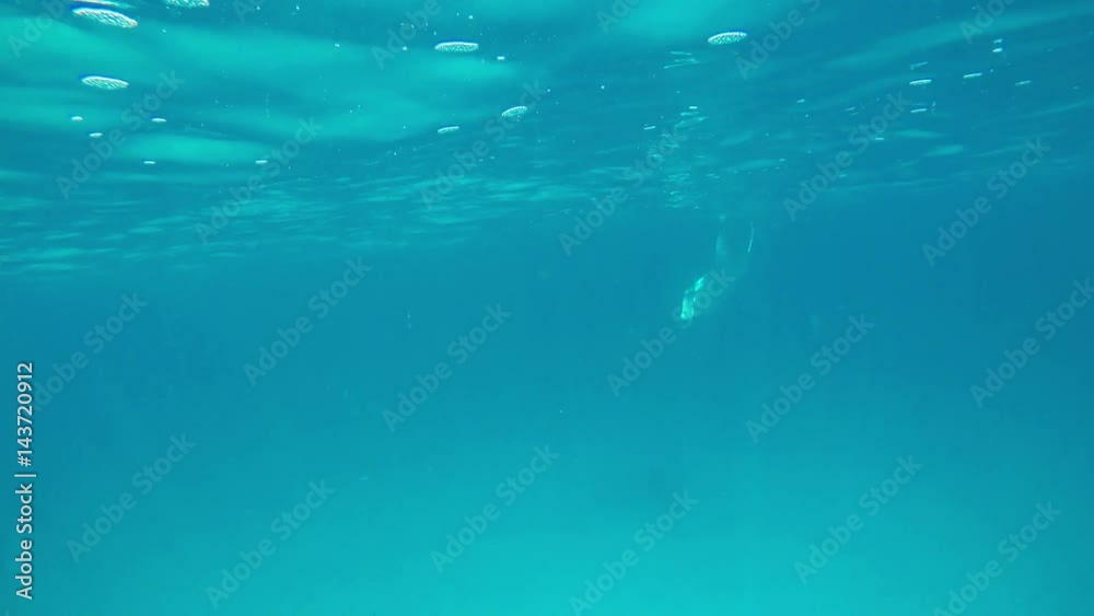 ein großer Mantarochen schwimmt im Ozean ein großer Mantarochen schwimmt im Ozean