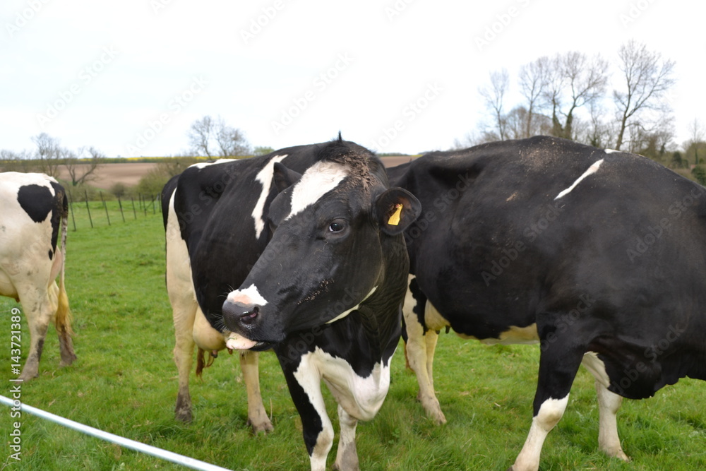 dairy cows in a field 