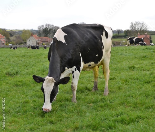 dairy cow field 