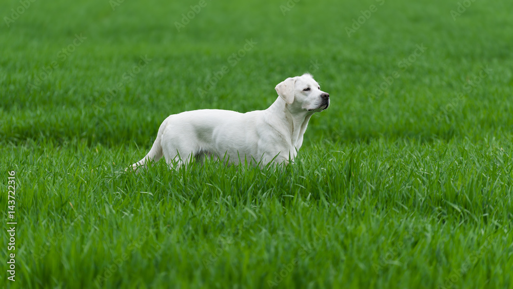 Weißer labrador retriever hund welpe steht auf einer grünen wiese Weißer labrador retriever hund welpe steht auf einer grünen wiese