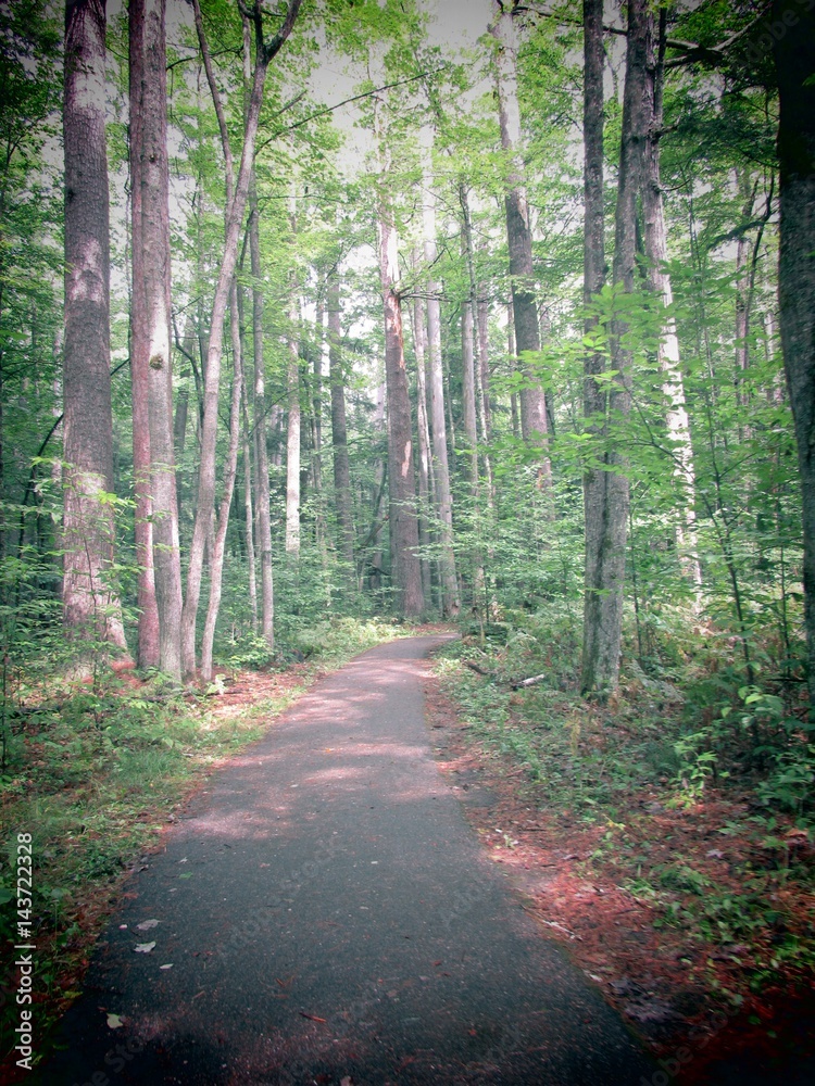 Fototapeta premium Ścieżka do nikąd