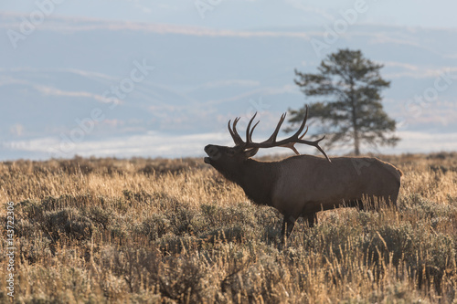 Bull Elk Bugling at Sunrise
