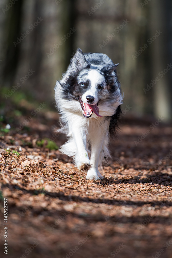 Rennender Border Collie Rennender Border Collie