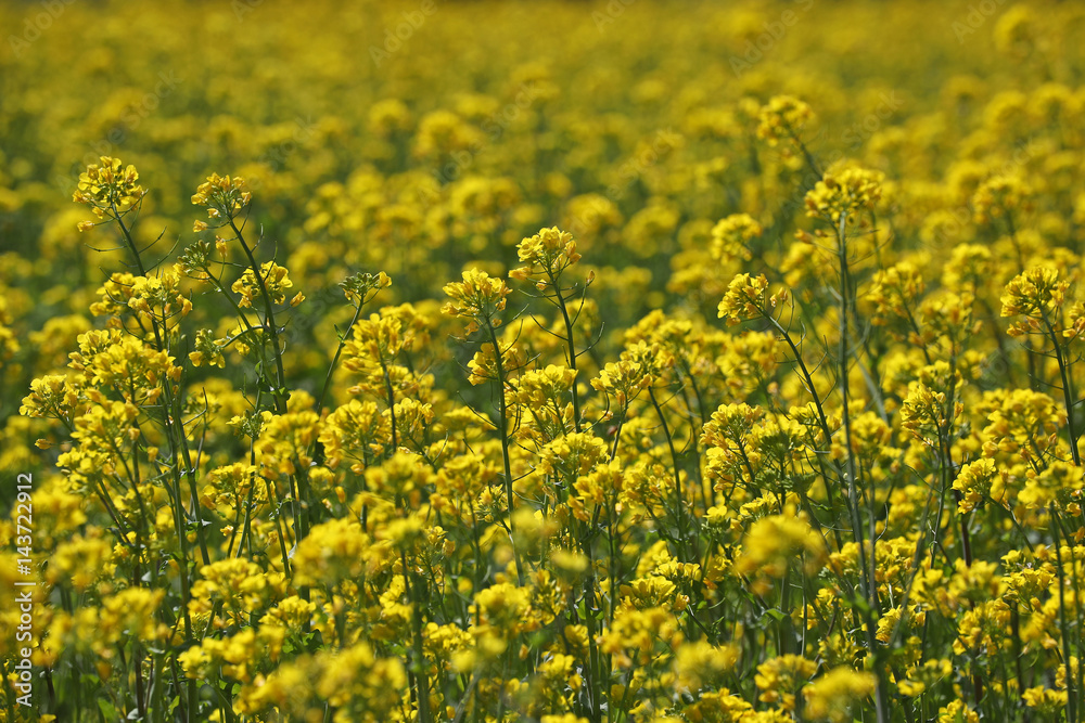 Yellow rape field in full bloom Yellow rape field in full bloom