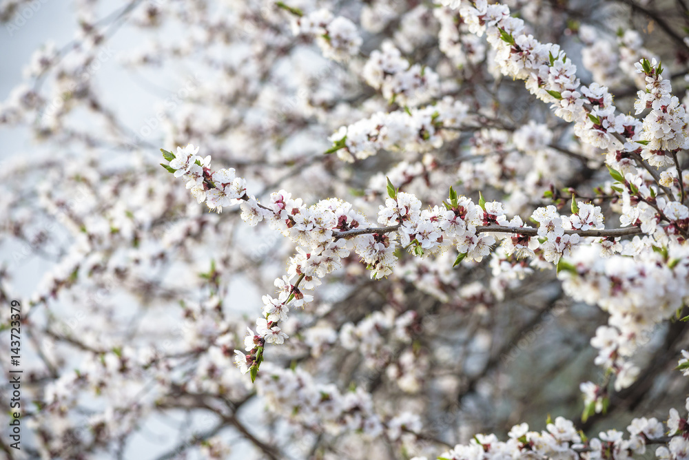 Blossom brunches of peach and apricot trees on the blue sky background. sunny spring day. Blossom brunches of peach and apricot trees on the blue sky background. sunny spring day.