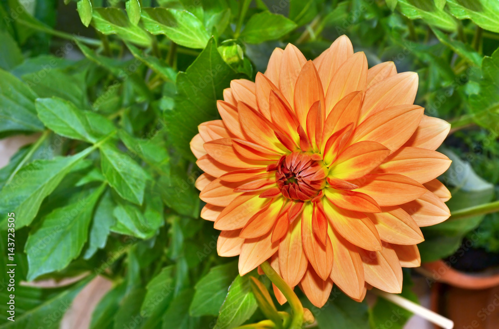 orange dahlia flower orange dahlia flower