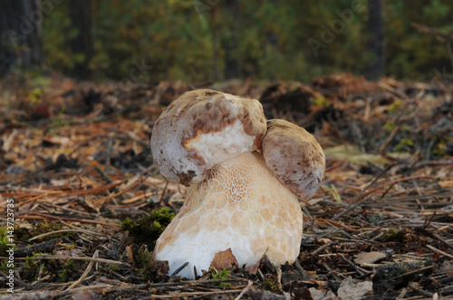 Boletus pinophilus (commonly known as the pine bolete or pinewood king bolete) photo