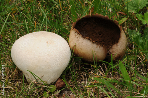 Canvastavla Handkea utriformis, synonymous with Lycoperdon utriforme, Lycoperdon caelatum or